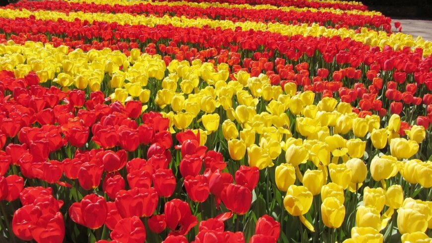 Ολλανδία: άνοιξαν οι κήποι με τις τουλίπες για τη φετινή σεζόν