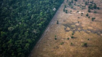 Αυξήθηκε η καταστροφή των παρθένων τροπικών δασών το 2022 