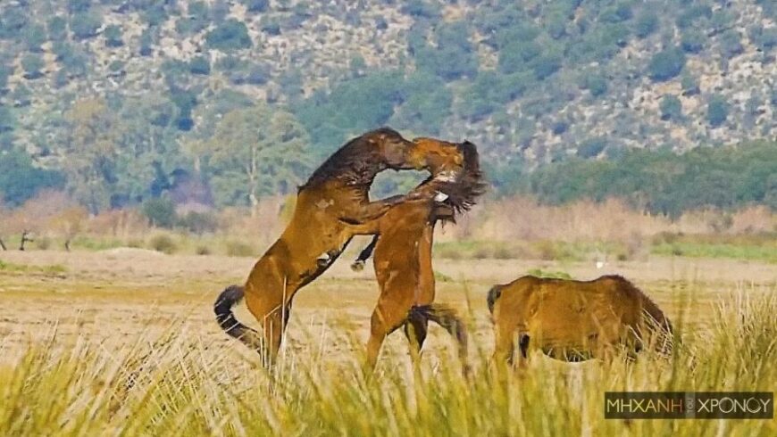 Εντυπωσιακές εικόνες με τα άγρια άλογα που ζουν ελεύθερα στον Λούρο Αιτωλοακαρνανίας