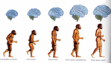 Βρισκόμαστε στην αρχή του τέλους και για τον άνθρωπο Homo s. sapiens;