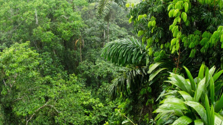 Τα τροπικά δάση πλησιάζουν σε κρίσιμα όρια της θερμοκρασίας
