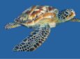 Μην ενοχλείτε τις θαλάσσιες χελώνες