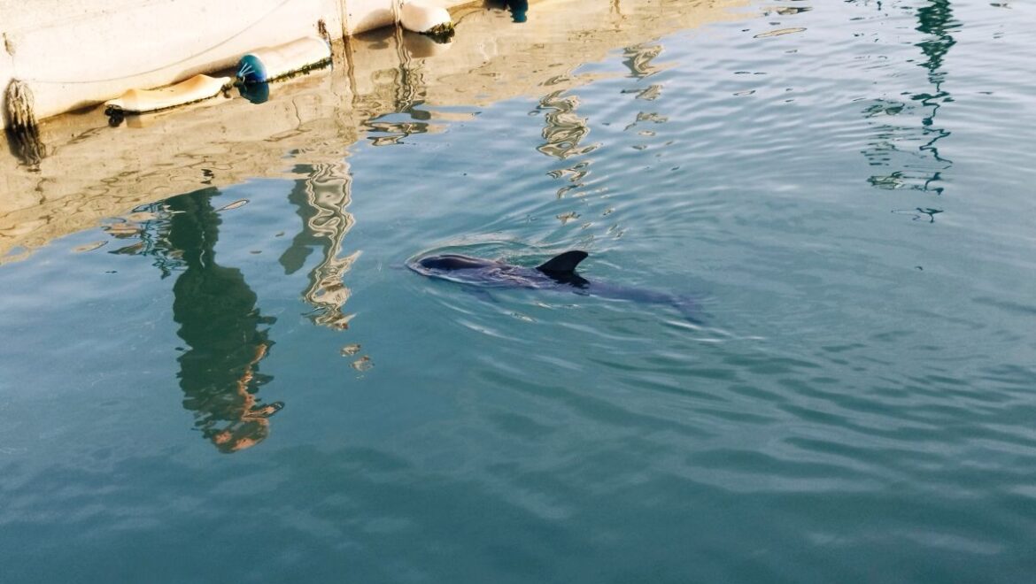 Ο Ευθύμης το δελφίνι συνεχίζει τις βουτιές στην ανατολική παραλία