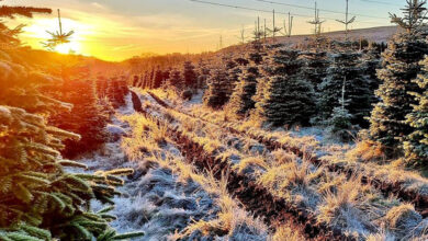 Σε μια βιώσιμη φάρμα χριστουγεννιάτικων δέντρων στη Σκωτία, όλο τον χρόνο είναι γιορτή