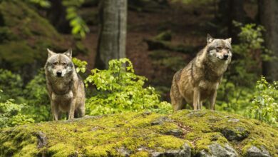 Ελβετία: Δικαστική νίκη των… λύκων επί των αγροτών
