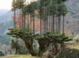 Daisugi: Οι Ιάπωνες καλλιεργούν δέντρα πάνω σε άλλα δέντρα βασισμένοι σε αρχαία τέχνη