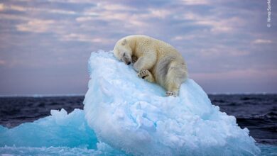 Το υπέροχο «Κρεβάτι από πάγο», η καλύτερη φωτογραφία Άγριας Ζωής στον διαγωνισμό People’s Choice Award