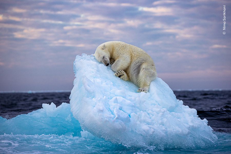 Το υπέροχο «Κρεβάτι από πάγο», η καλύτερη φωτογραφία Άγριας Ζωής στον διαγωνισμό People’s Choice Award