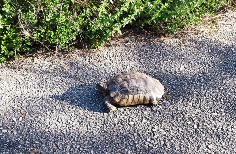 Φωτογραφία ημέρας: μια χελώνα στην άκρη του δρόμου