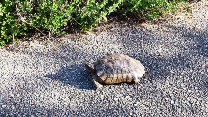 Φωτογραφία ημέρας: μια χελώνα στην άκρη του δρόμου