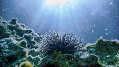 Θαλάσσια πανδημία σκοτώνει μαζικά τους αχινούς της Ερυθράς Θάλασσας