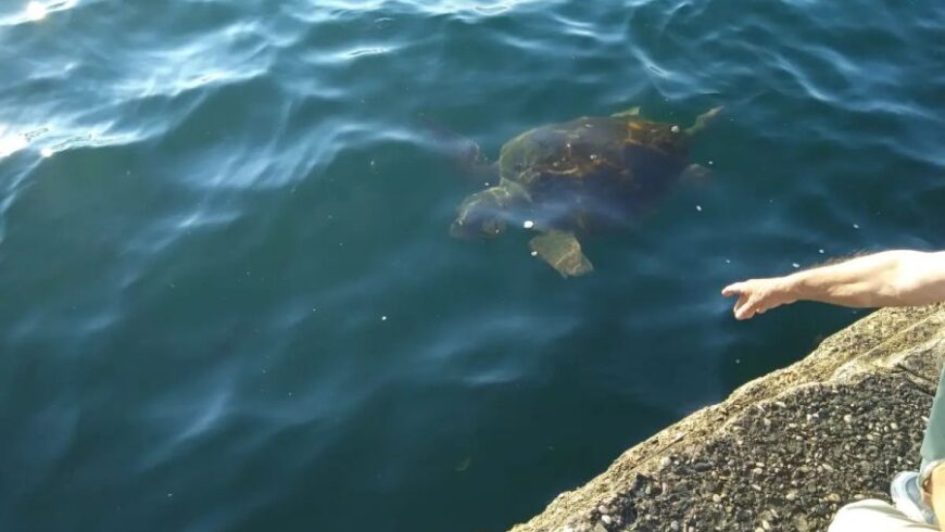 Θαλάσσιες χελώνες στα ρηχά του λιμανιού της Πρέβεζας