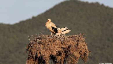 Ολοκληρώθηκε η Εθνική Απογραφή Λευκών Πελαργών