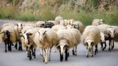 Δελτίο τύπου του τμήματος Κτηνιατρικής της Π. Ε. Λευκάδας για την πανώλη των μικρών μηρυκαστικών