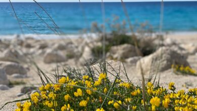 Δωρεάν μαθήματα βοτανικής για μικρούς και μεγάλους.