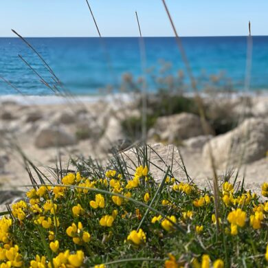 Δωρεάν μαθήματα βοτανικής για μικρούς και μεγάλους.